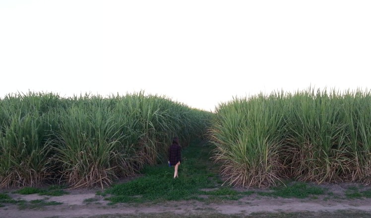 Enormous sugarcane field just like in the movies