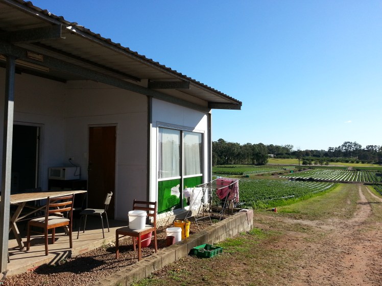 Farm house and strawberry field in Caboolture