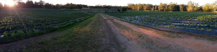 Let me take you down Cause I'm going to Strawberry Fields Nothing is real And nothing to get hung about Strawberry Fields forever
