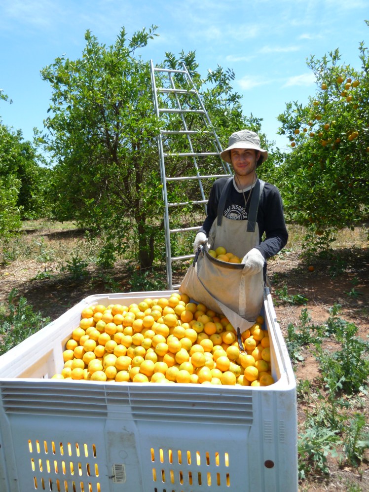OK I didn't take this picture and I don't know this guy. I just didn't take photos when I was working. This photo shows what it's like picking oranges. And in Wallaville we got paid AUD$50 for one bin. (photo from internet)